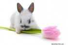 osterhase